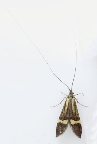 Nemophora degeerella